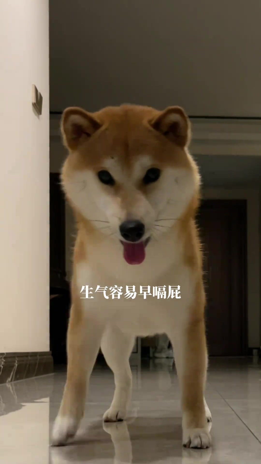 多多也跳非常管用的消气操