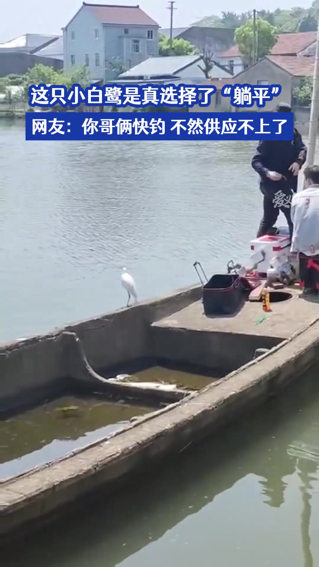 这只小白鹭是真选择了“躺平” 这哥俩快供不上了