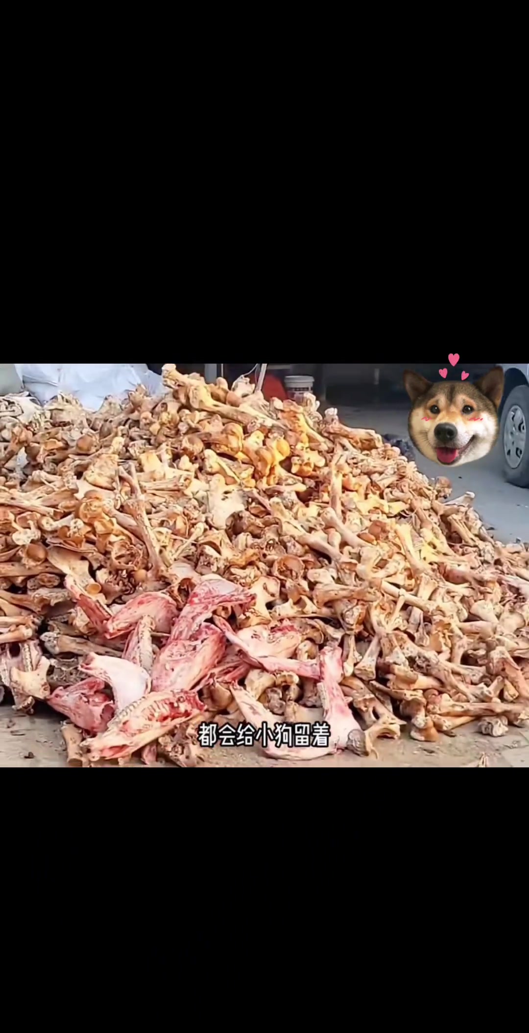 怎么还有狗狗护食啊，吃不完根本吃不完