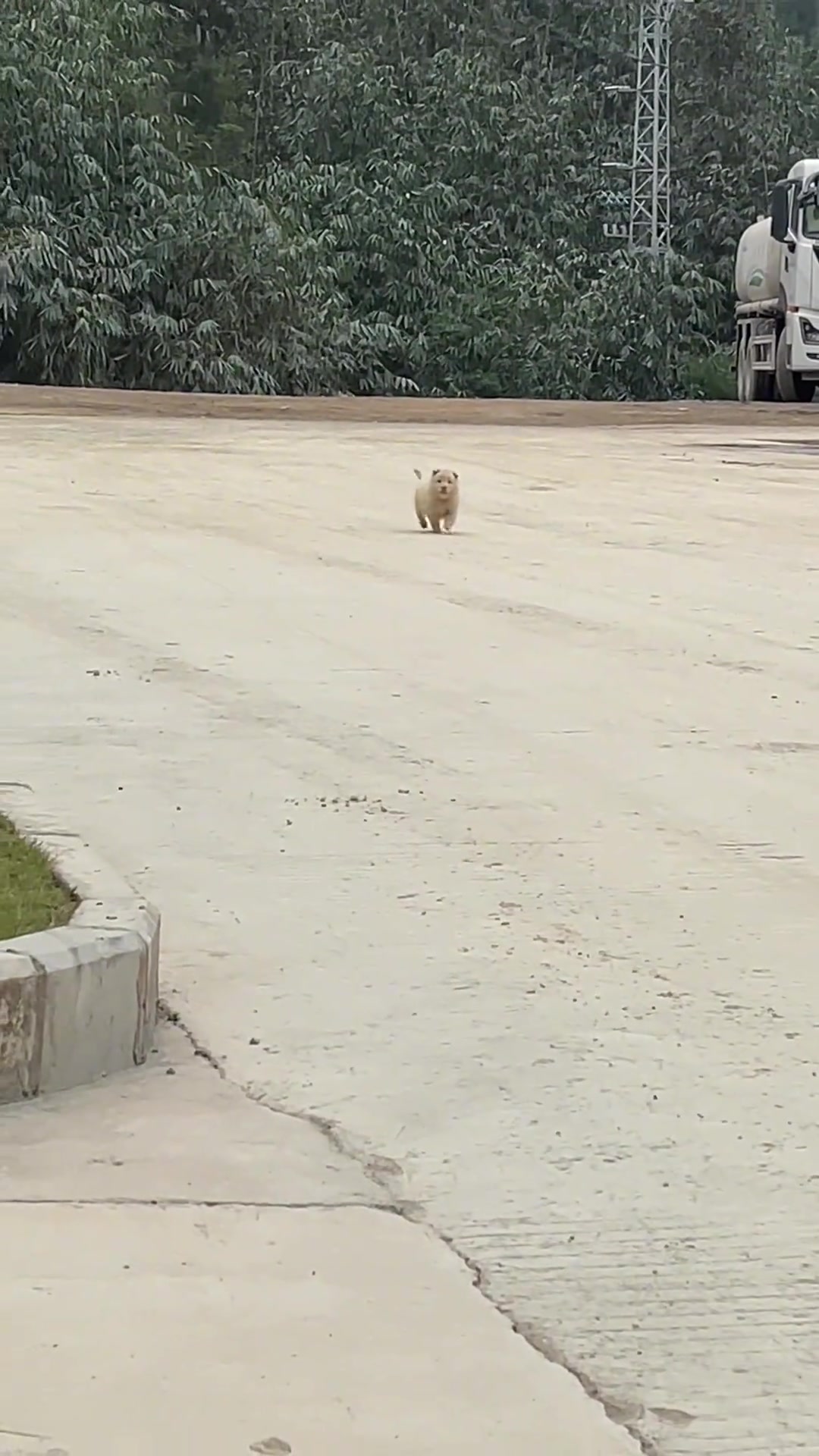 像只羊咩咩的小狗