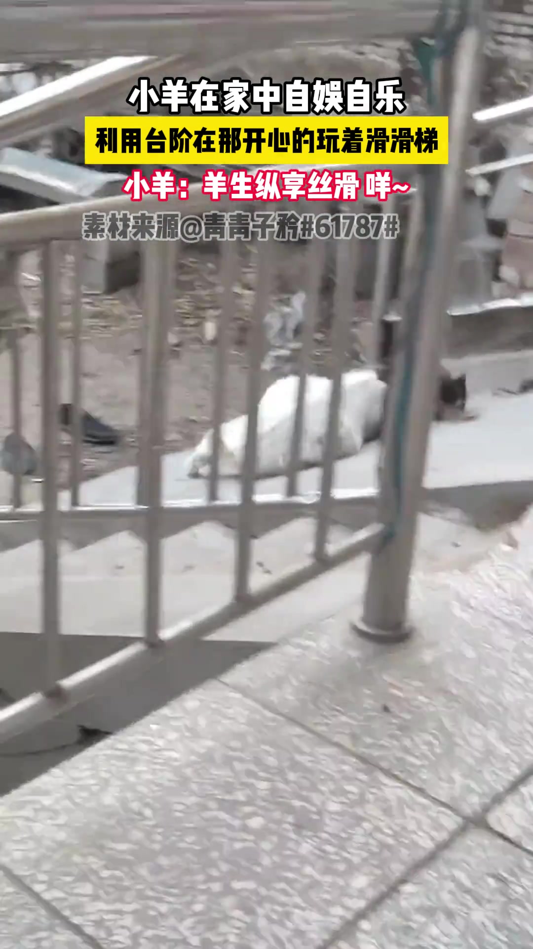 小羊在家中自娱自乐，利用台阶在玩滑滑梯