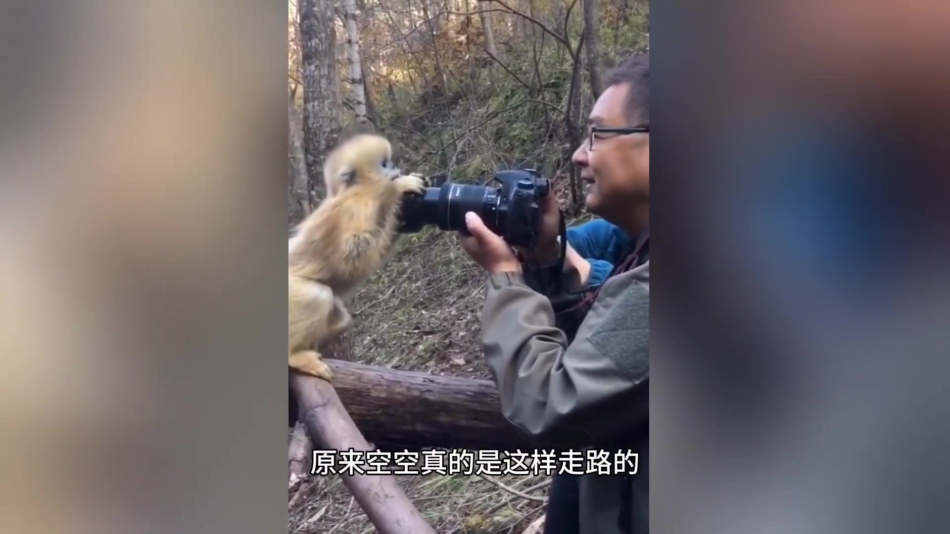 难怪菩提祖师偏爱他