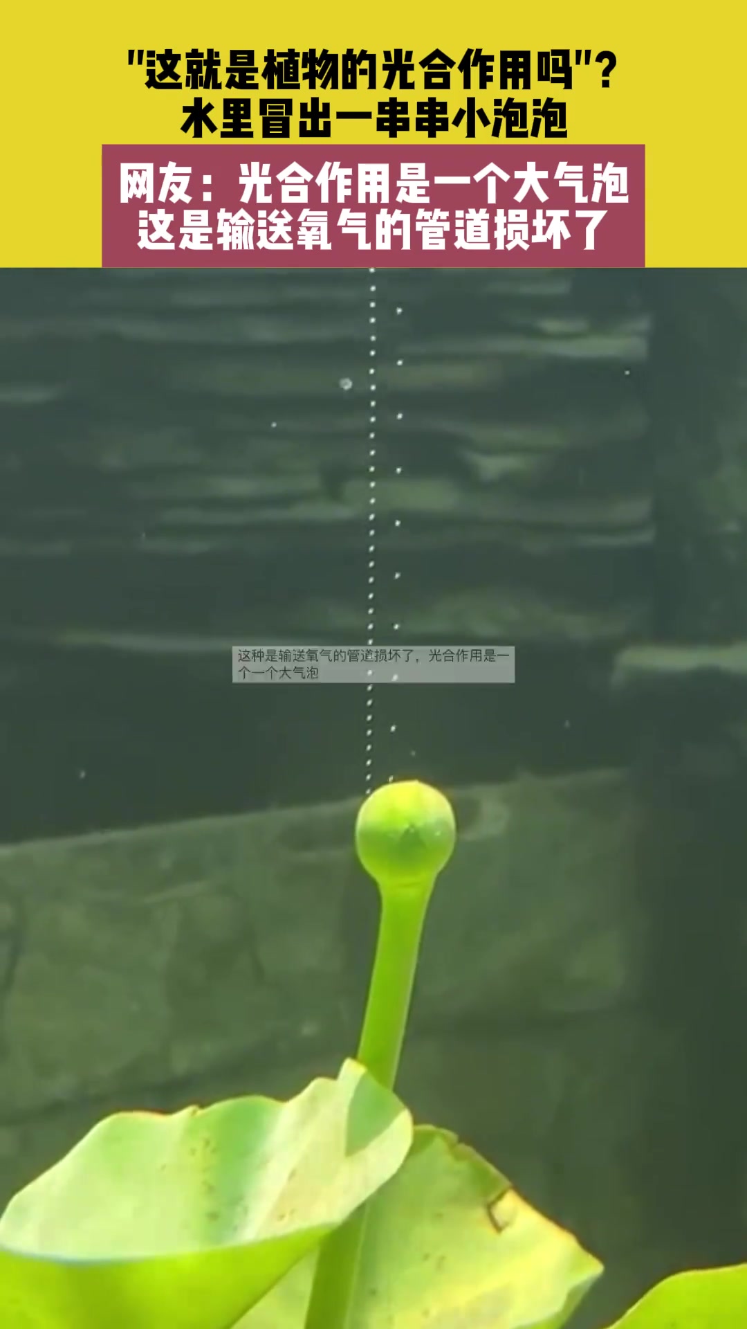 这就是植物的光合作用吗“？水里冒出一串串小泡泡
