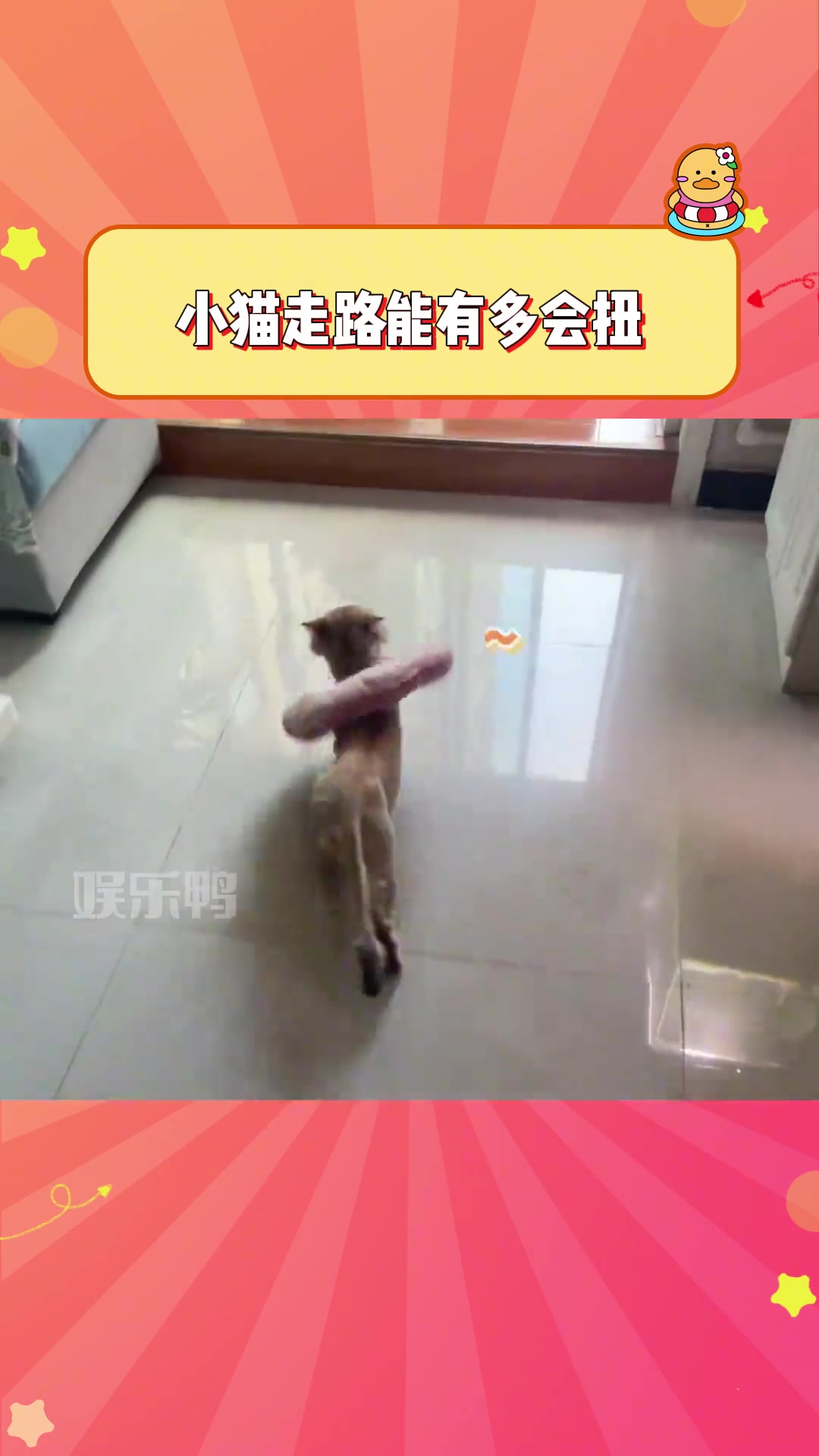小猫走路能有多会扭