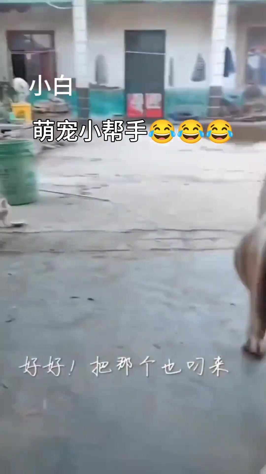 狗子:捉个鸡，那不是嘴到擒来
