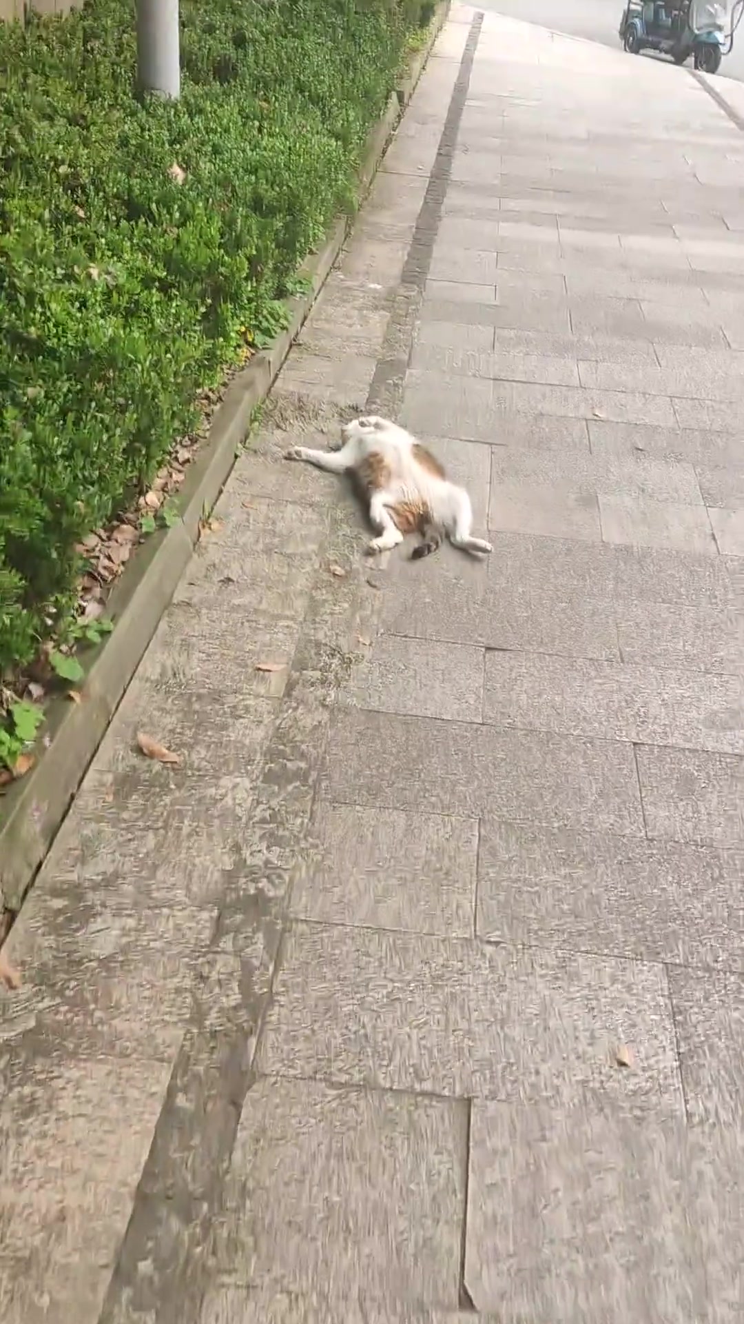这猫胆子大的我的有点担心