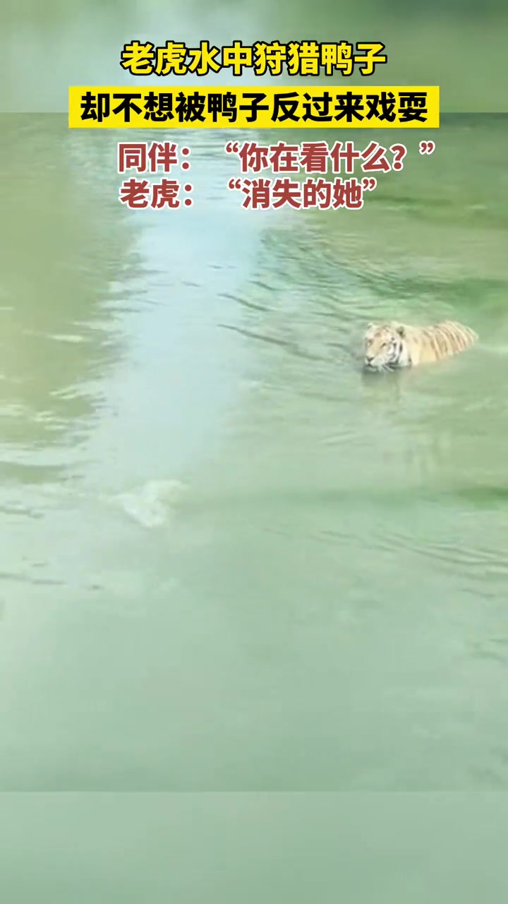 老虎水中狩猎鸭子，却被鸭子反戏耍