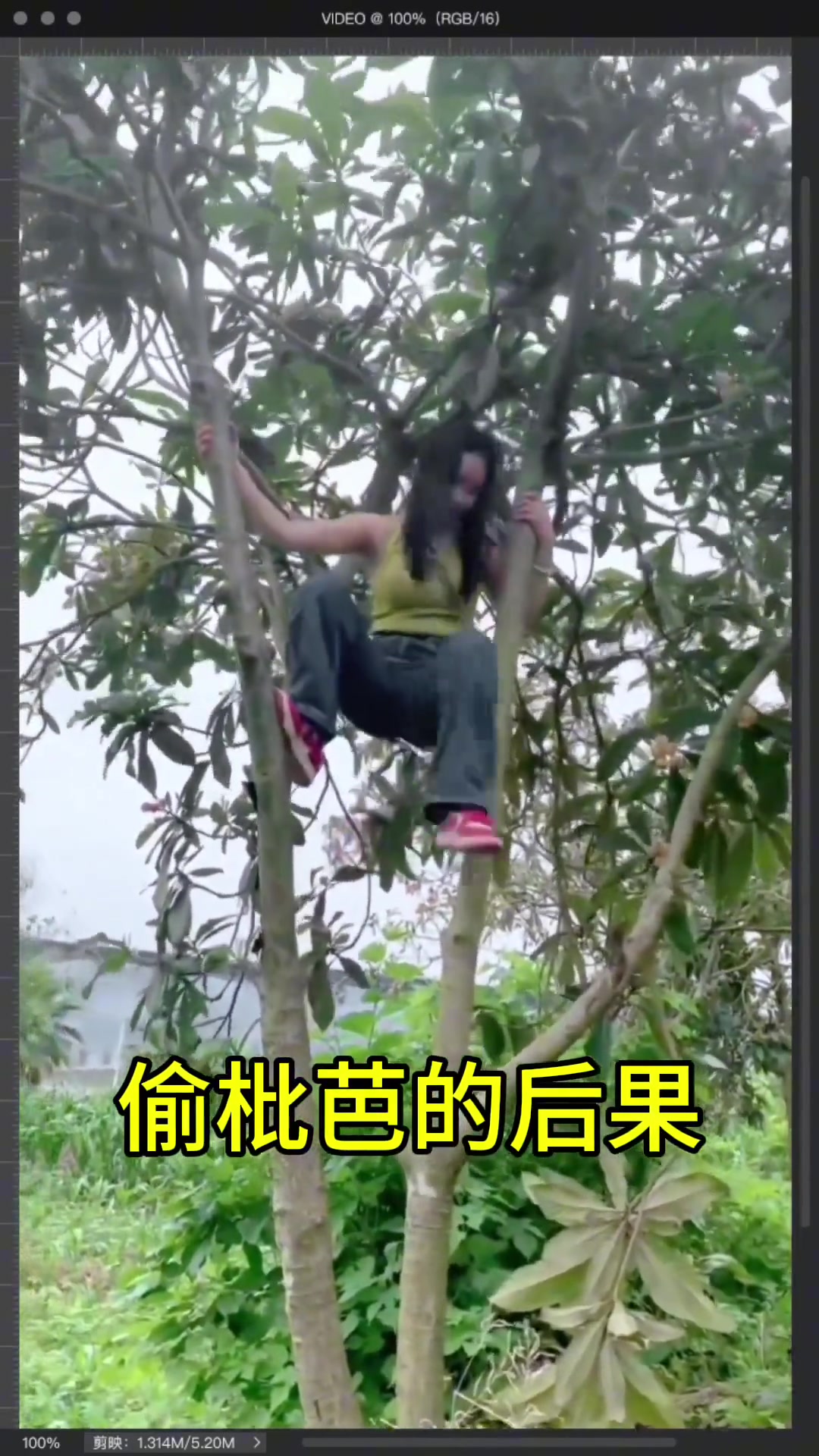 偷枇杷的后果 你意想不到