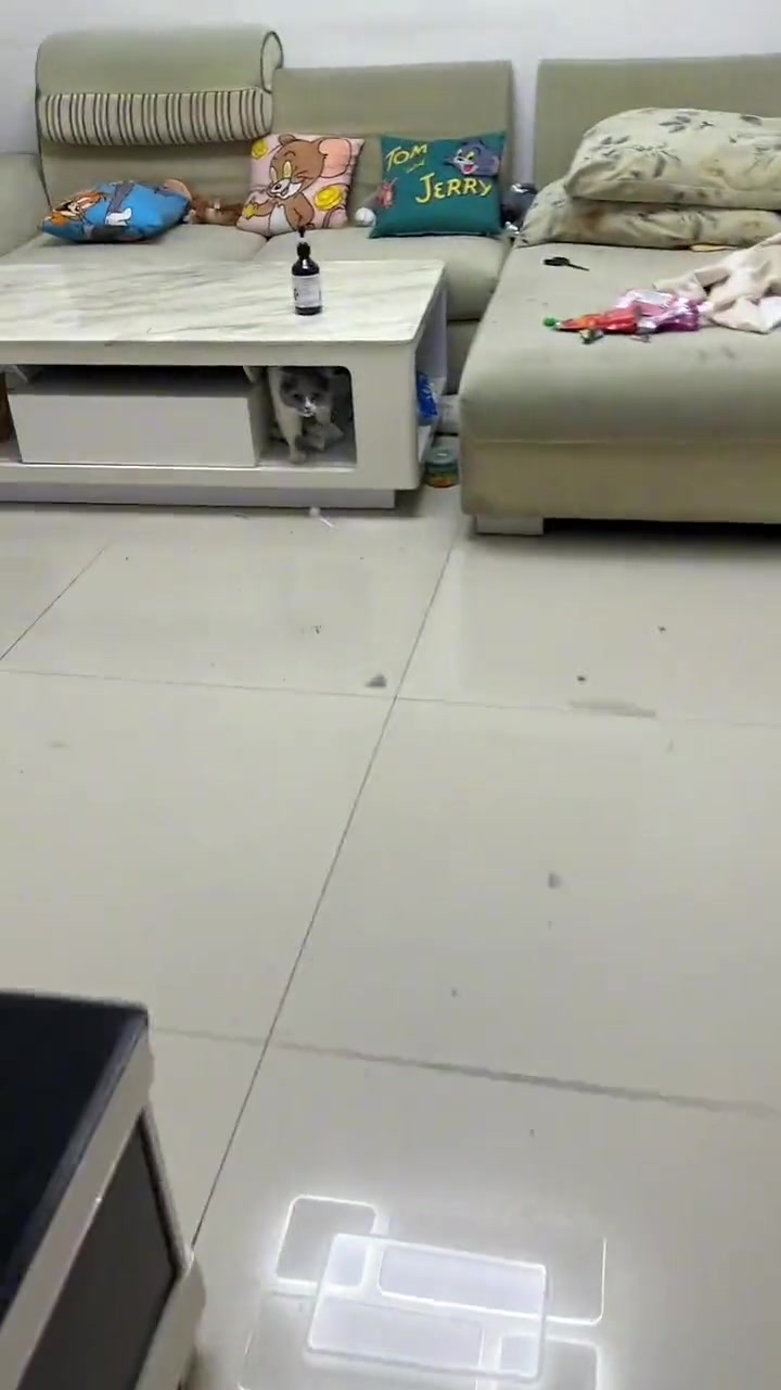 真怪不了《猫和老鼠》的汤姆