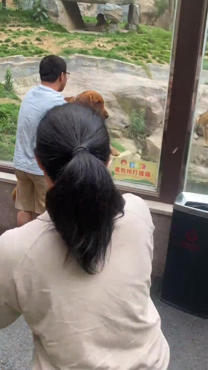 主人带狗子去动物园，这就是血脉压制吗？