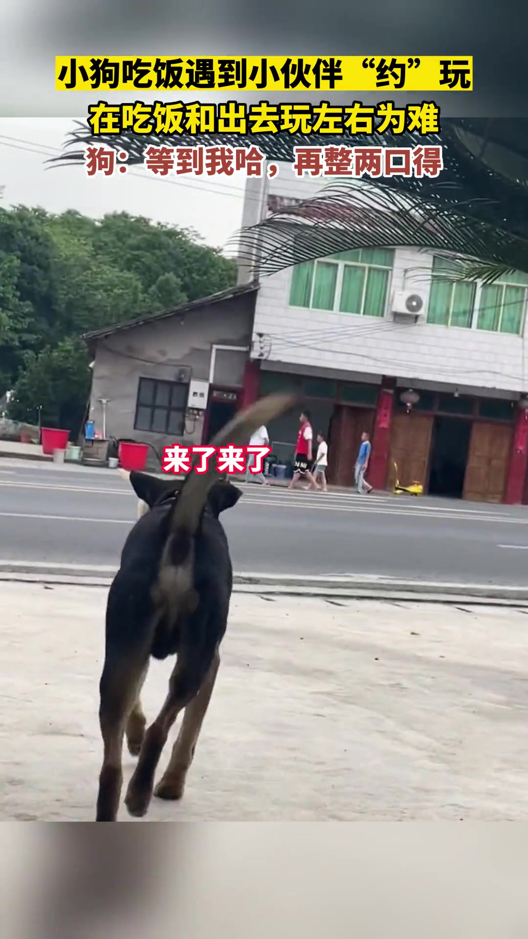 狗子吃饭遇到小伙伴，在吃饭和玩中左右徘徊