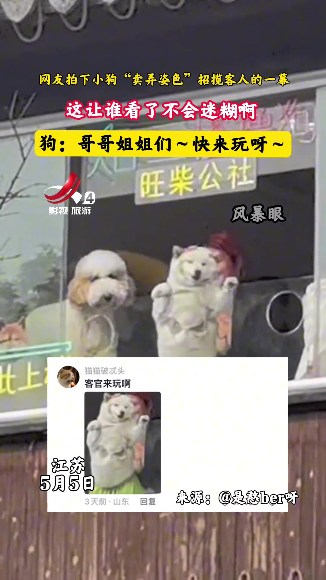 真卷！老板竟用狗子来招揽客人 这谁看了不迷糊啊