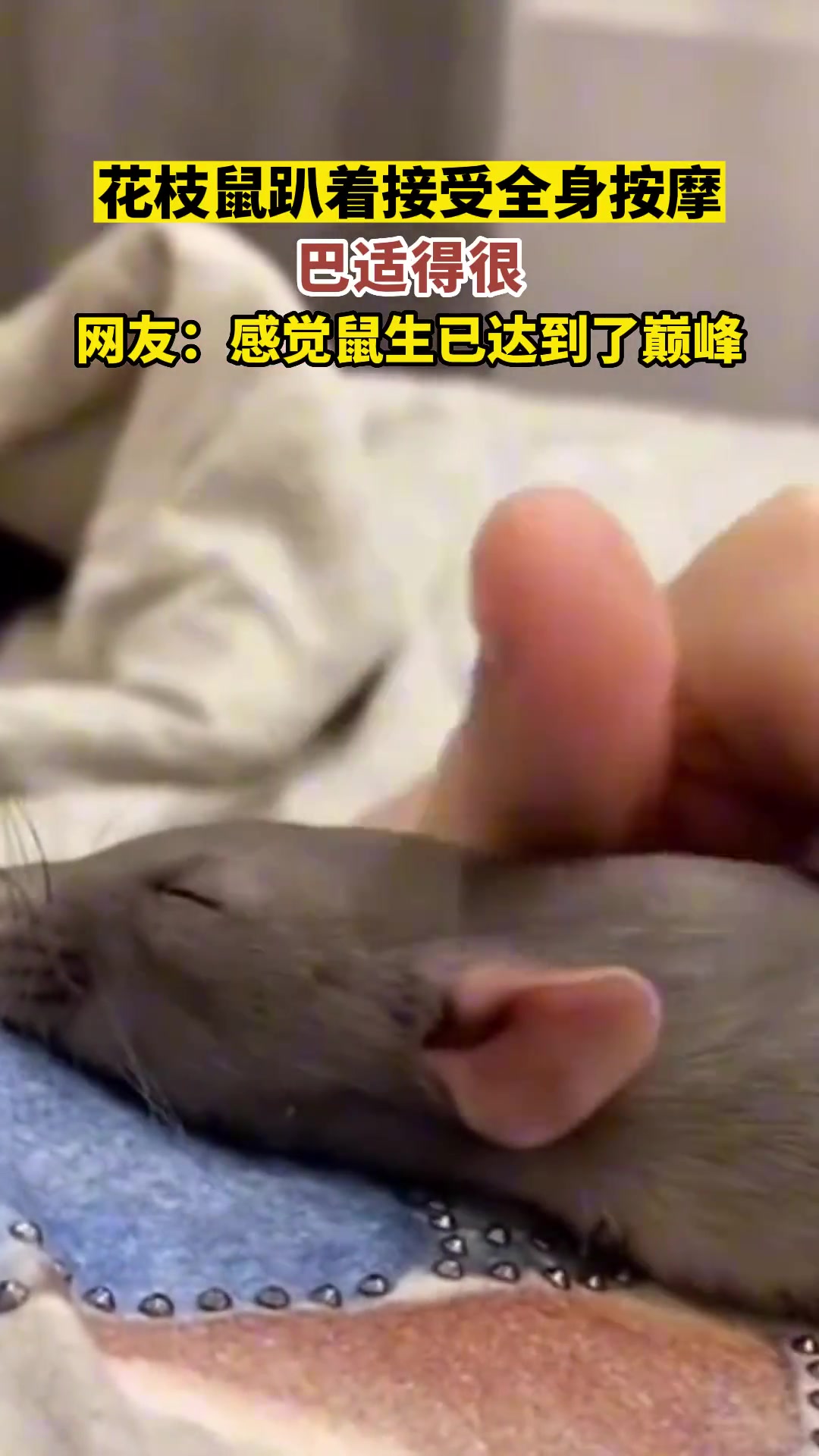 这属实是达到鼠生巅峰了