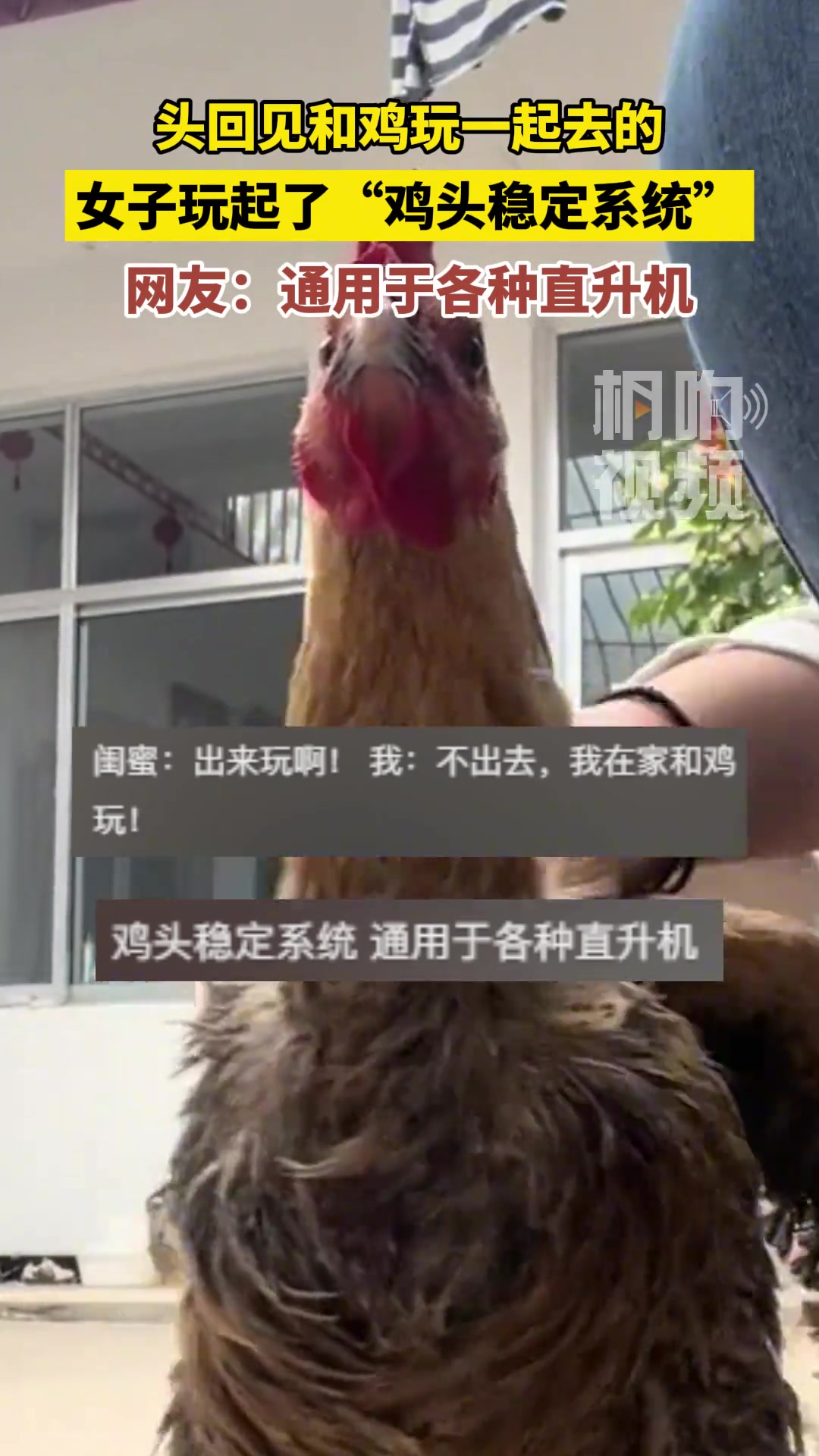 头回见和鸡玩一起去的 女子玩起了“鸡头稳定系统”