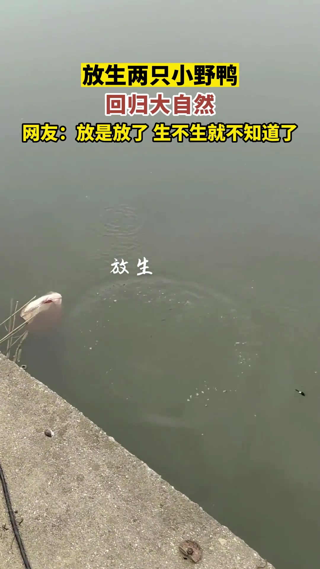 放生两只小野鸭，这放没放成功啊？