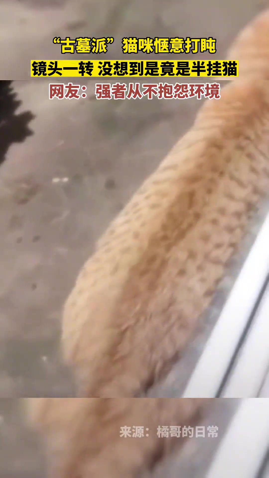 猫咪惬意打盹，镜头一转没想到是“半挂猫”