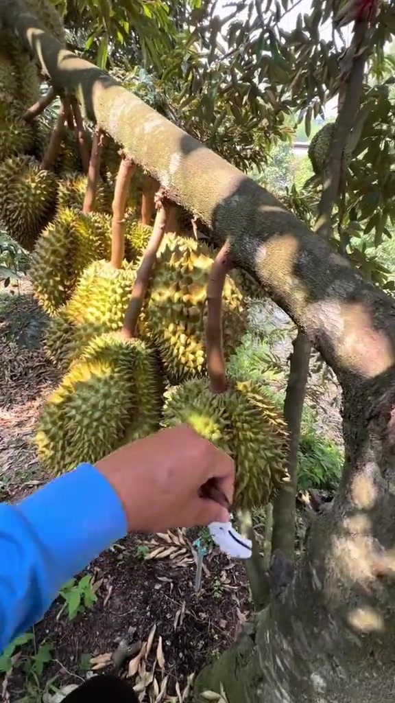 硕果累累 这是你想拥有的一棵榴莲吗