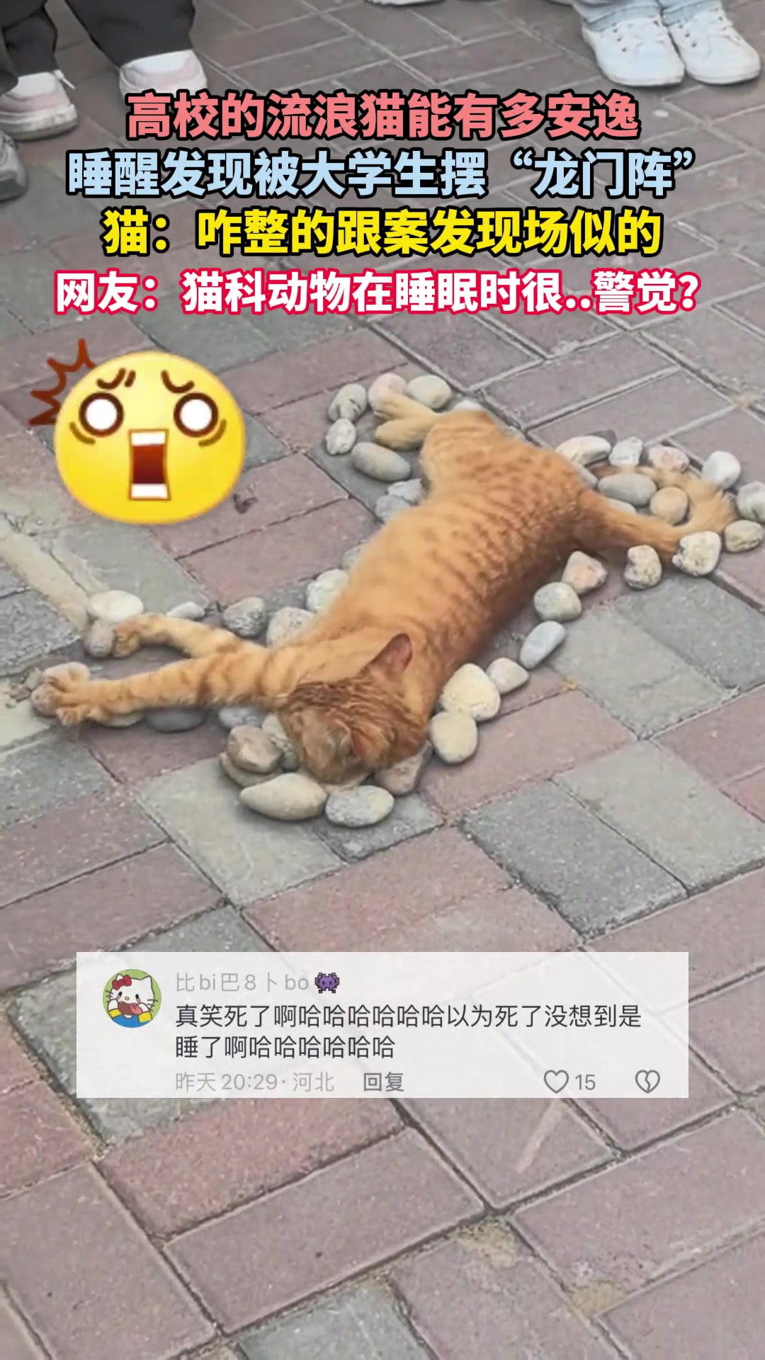 高校的流浪猫能有多安逸，睡醒才发现被大学生摆龙门阵