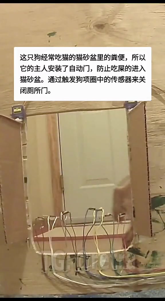 这狗经常偷吃猫的粪便，所以它主人给猫砂盆安了自动门