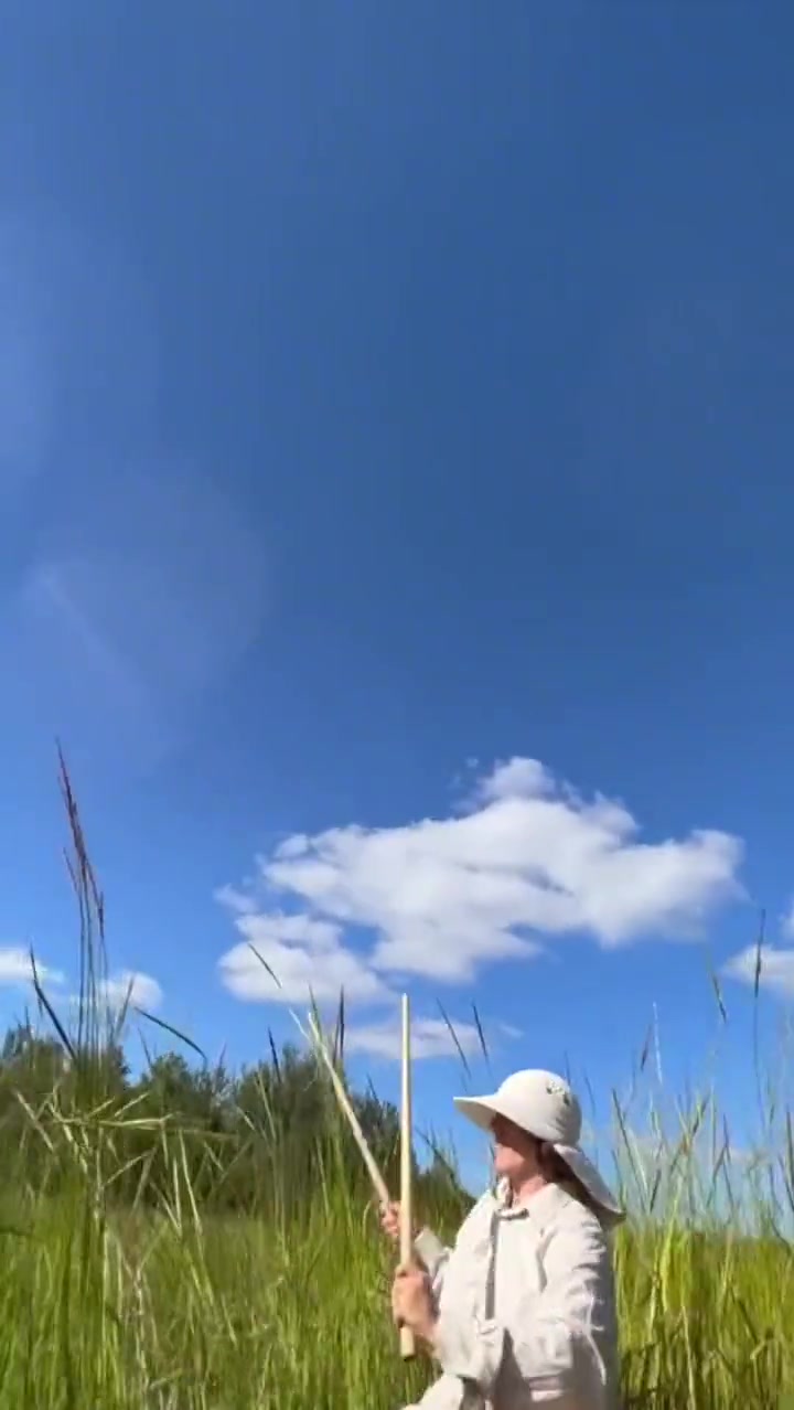 野生大米，很香但口感较差