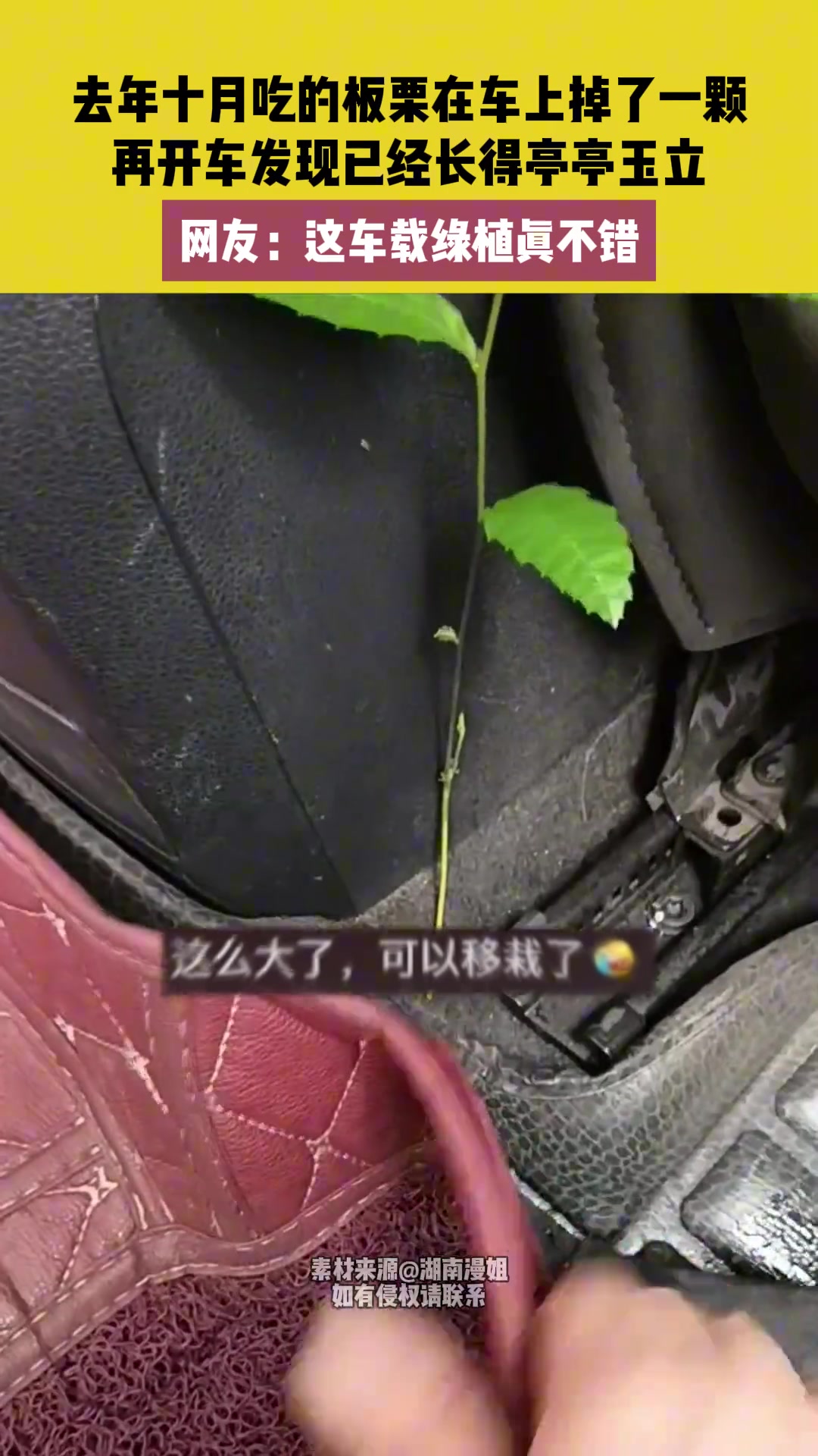 这车载绿植可真不错，原生态无污染！