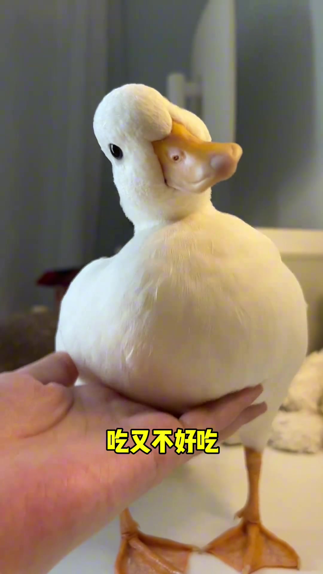 鸭：将世界调成静音 聆听我破防的声音
