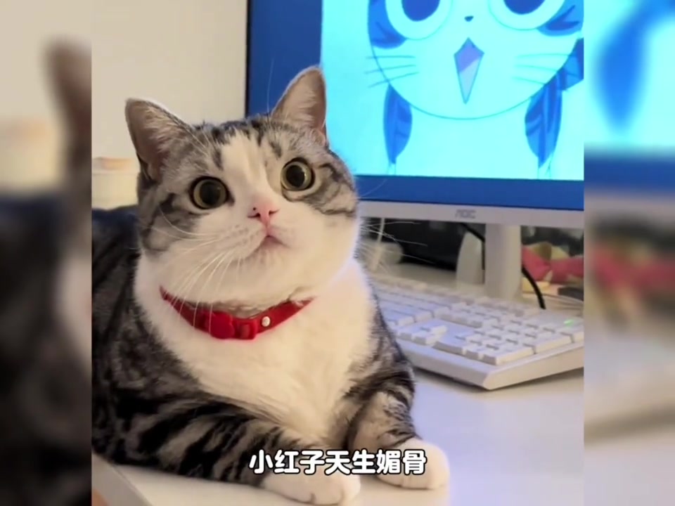 谁能拒绝一只又夹又奶情绪稳定的猫猫妲己呢