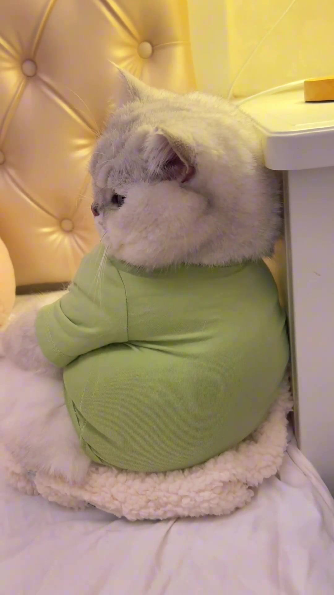 猫小脾气大，不要养！