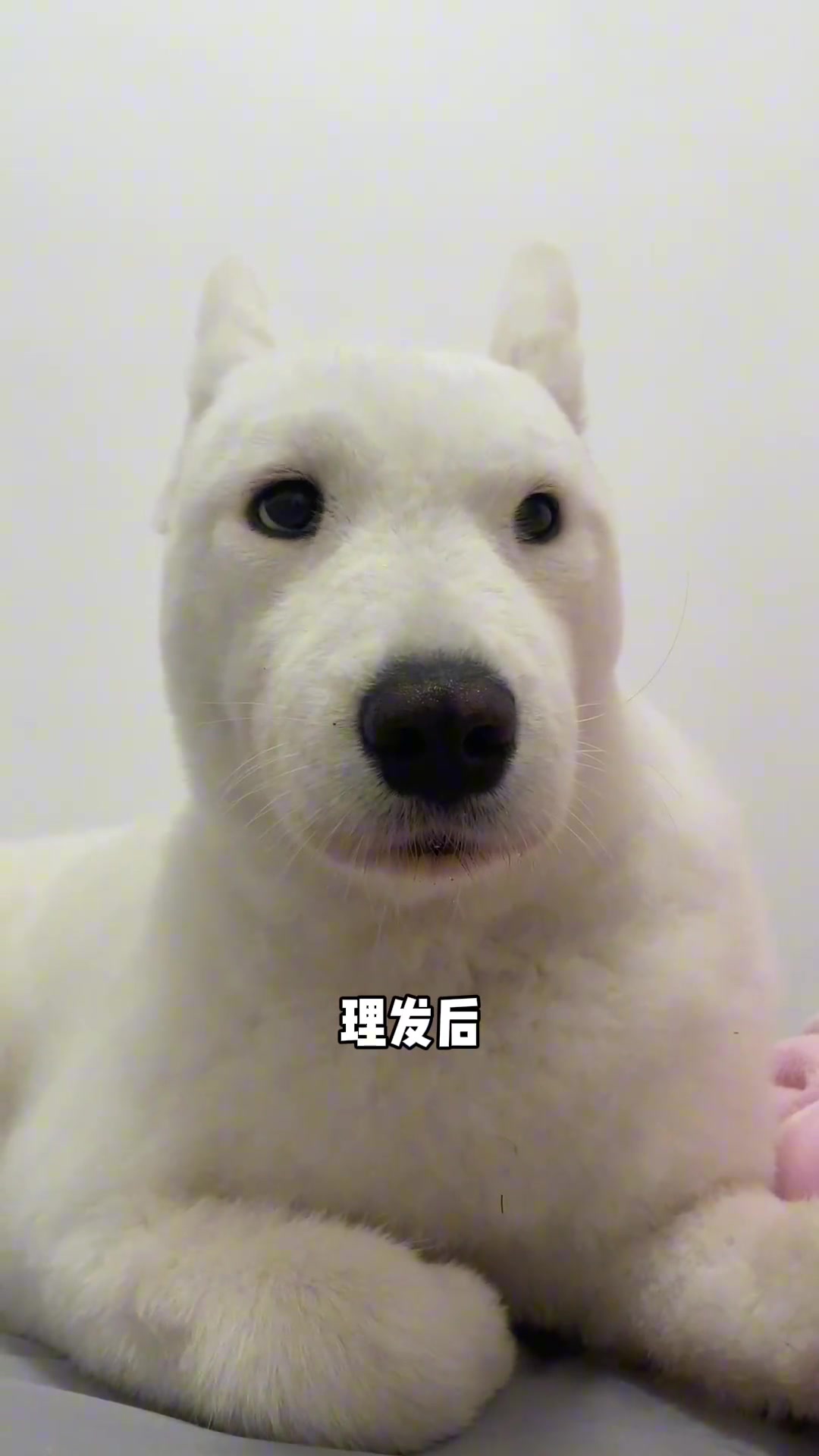 理发前：微笑天使。 理发后：天性不爱笑。