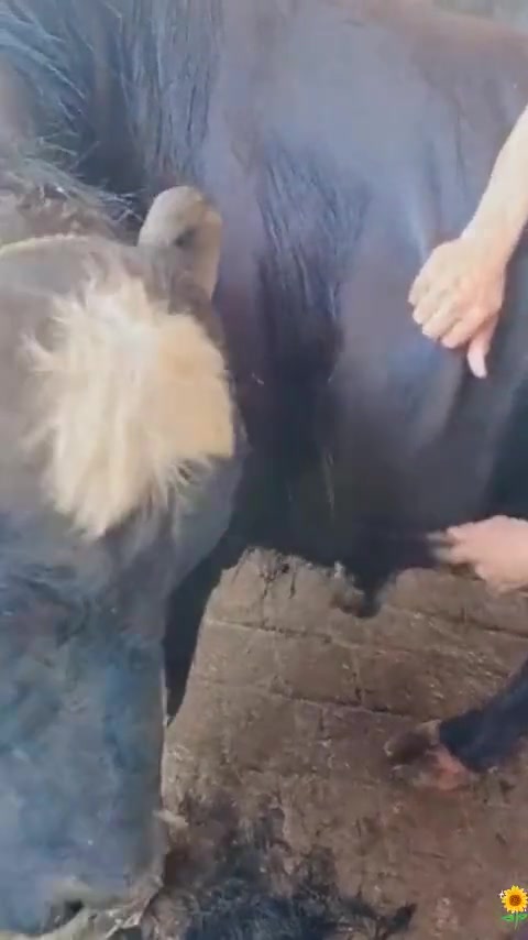 牛：给我剃这么干净，是要下锅了？