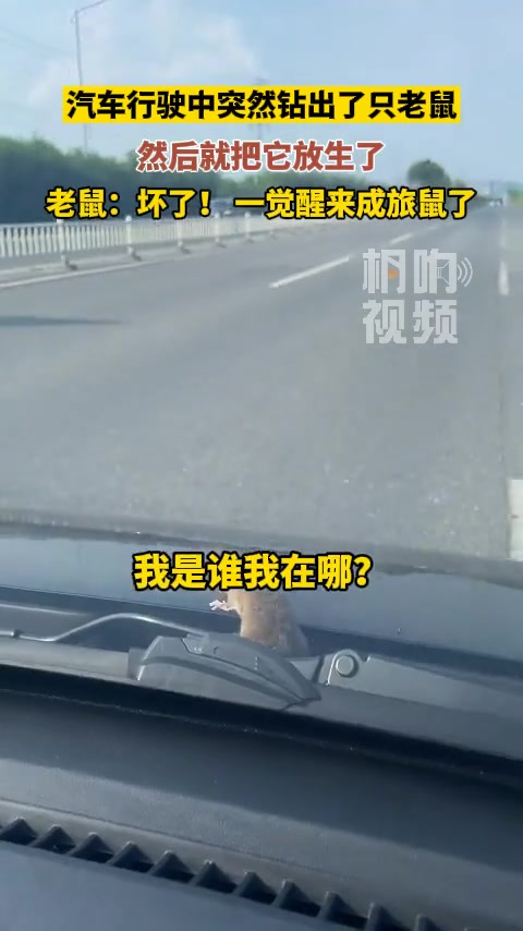 行驶途中车里钻出只老鼠