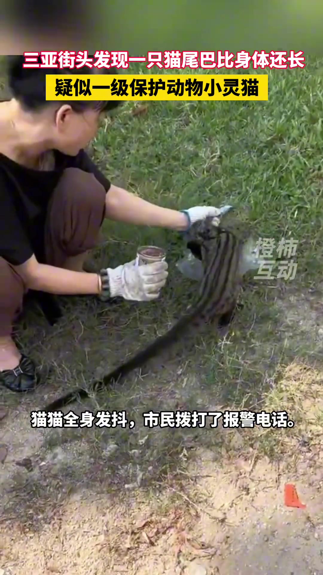 这跟熊猫是不是一个级别了