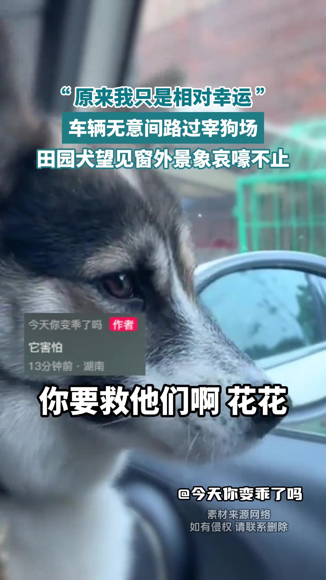 拒绝狗肉，从我做起