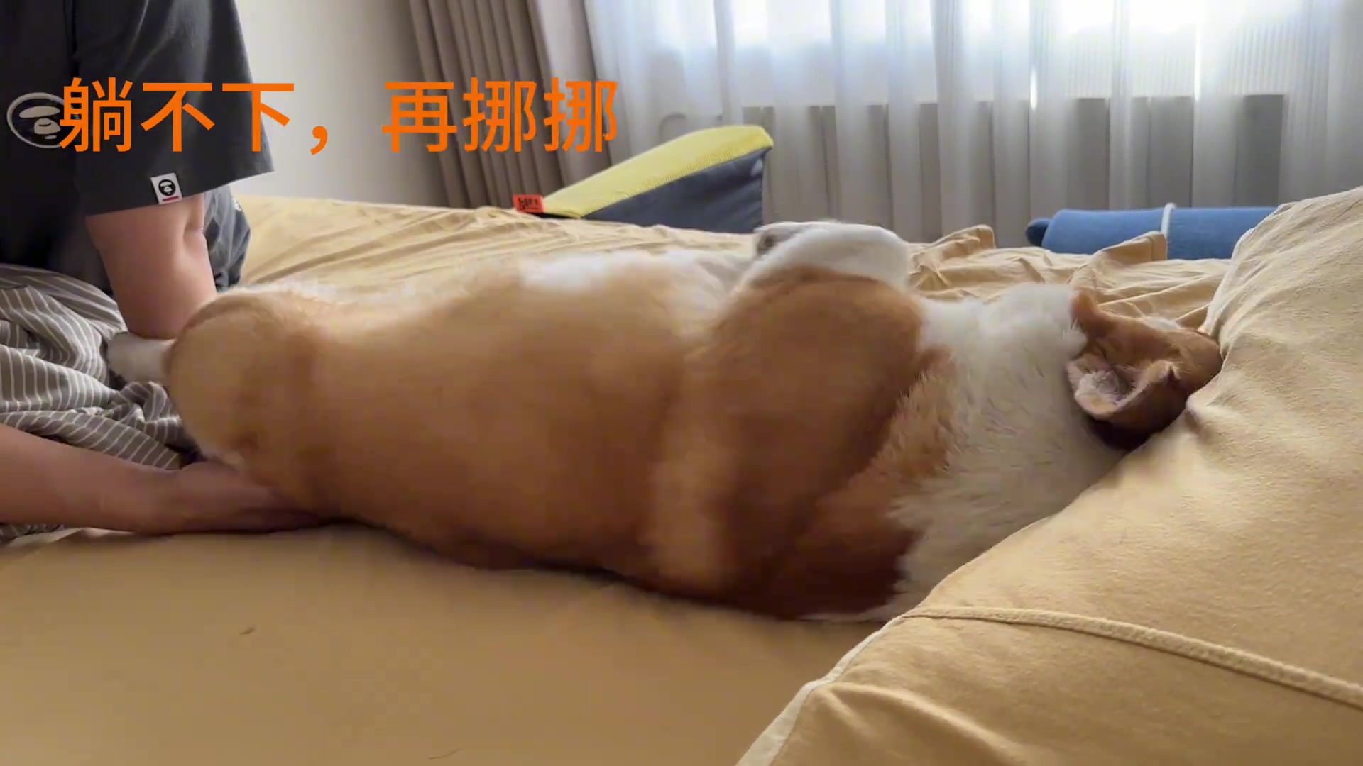 被狗子嘲讽嫌弃了