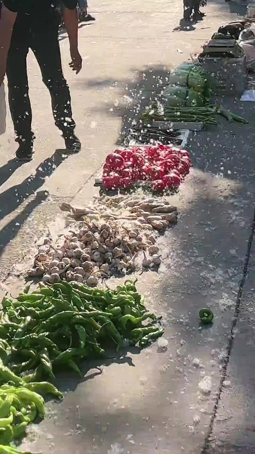 我们这是直接禁止种植这种树了