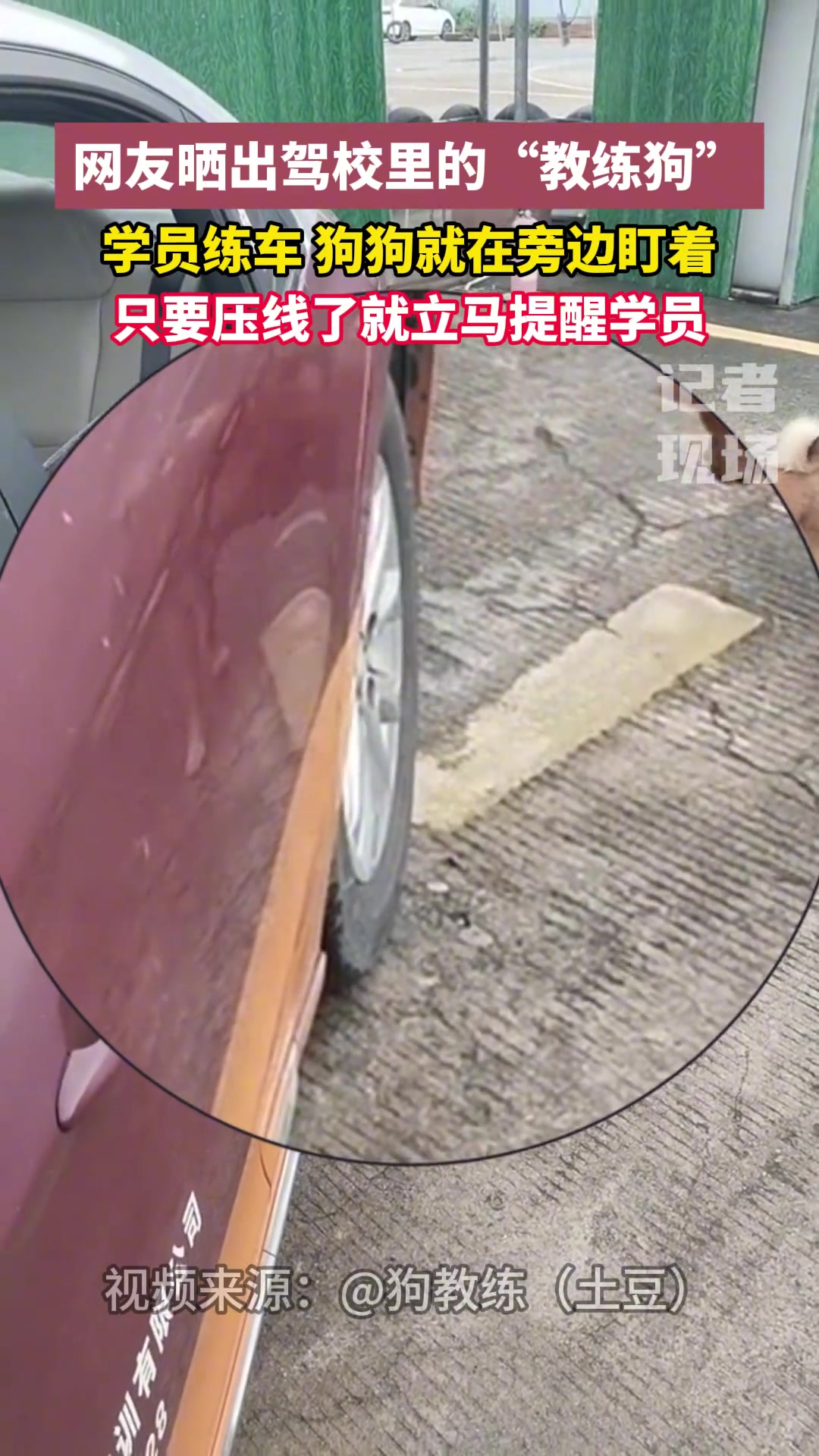 学员练车狗狗就在旁边盯着，只要压线了就立马提醒学员