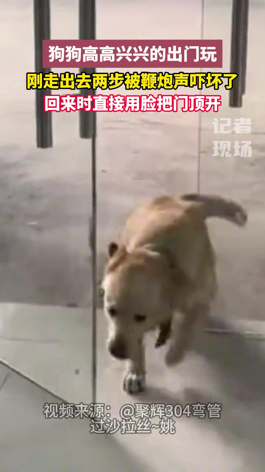 狗狗高高兴兴的出门玩，刚走出去两步被鞭炮声吓坏了