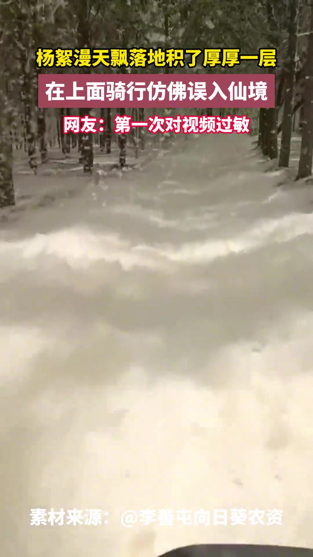 杨絮漫天飘落地积了厚厚一层，在上面骑行仿佛误入仙境