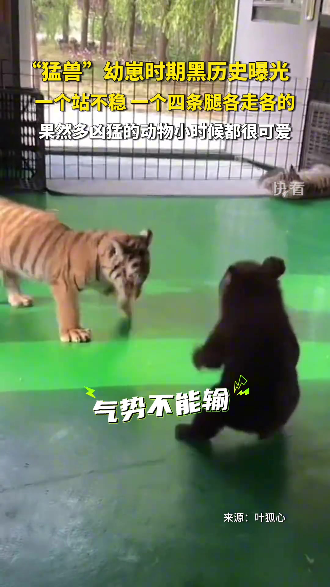 “猛兽”幼崽成长记录，管不住自己腿的逗站不稳的