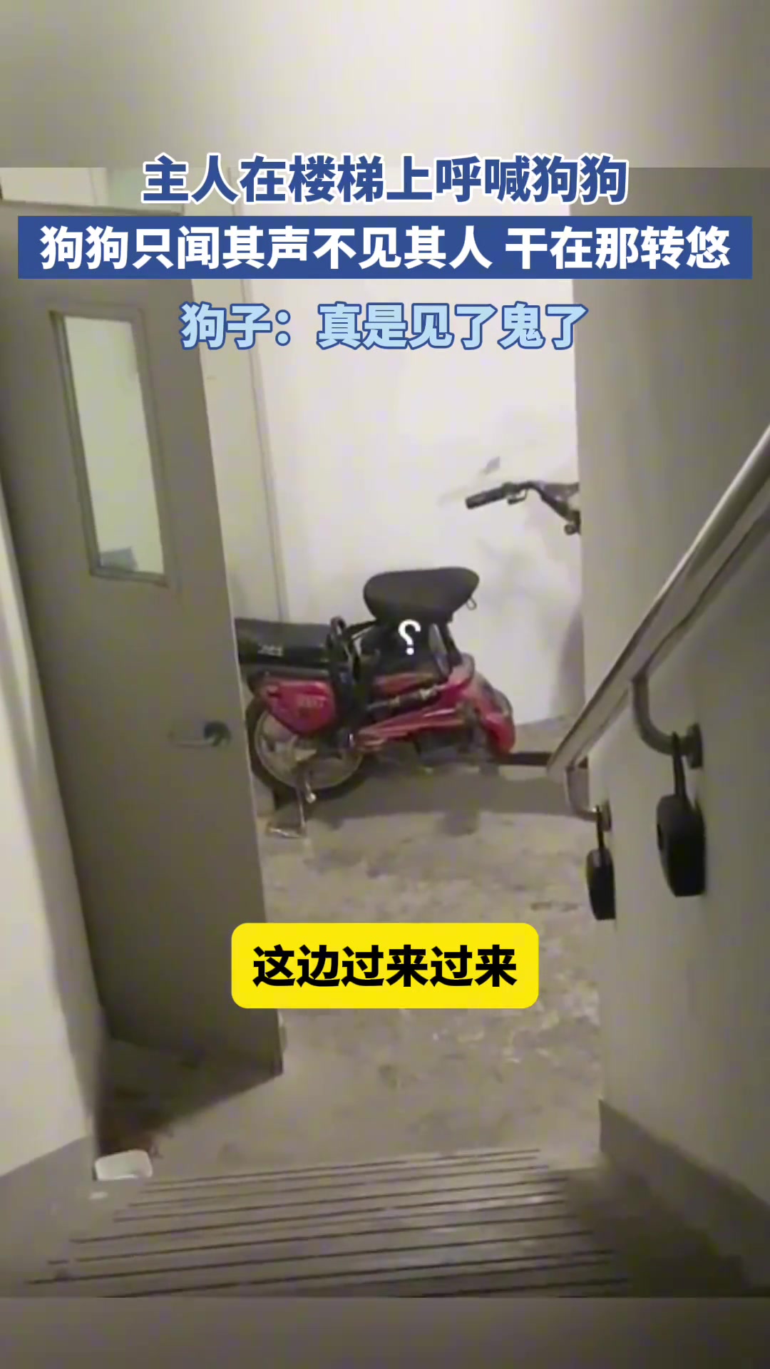 主人在楼梯口呼喊狗子，狗狗只闻其声不见其人