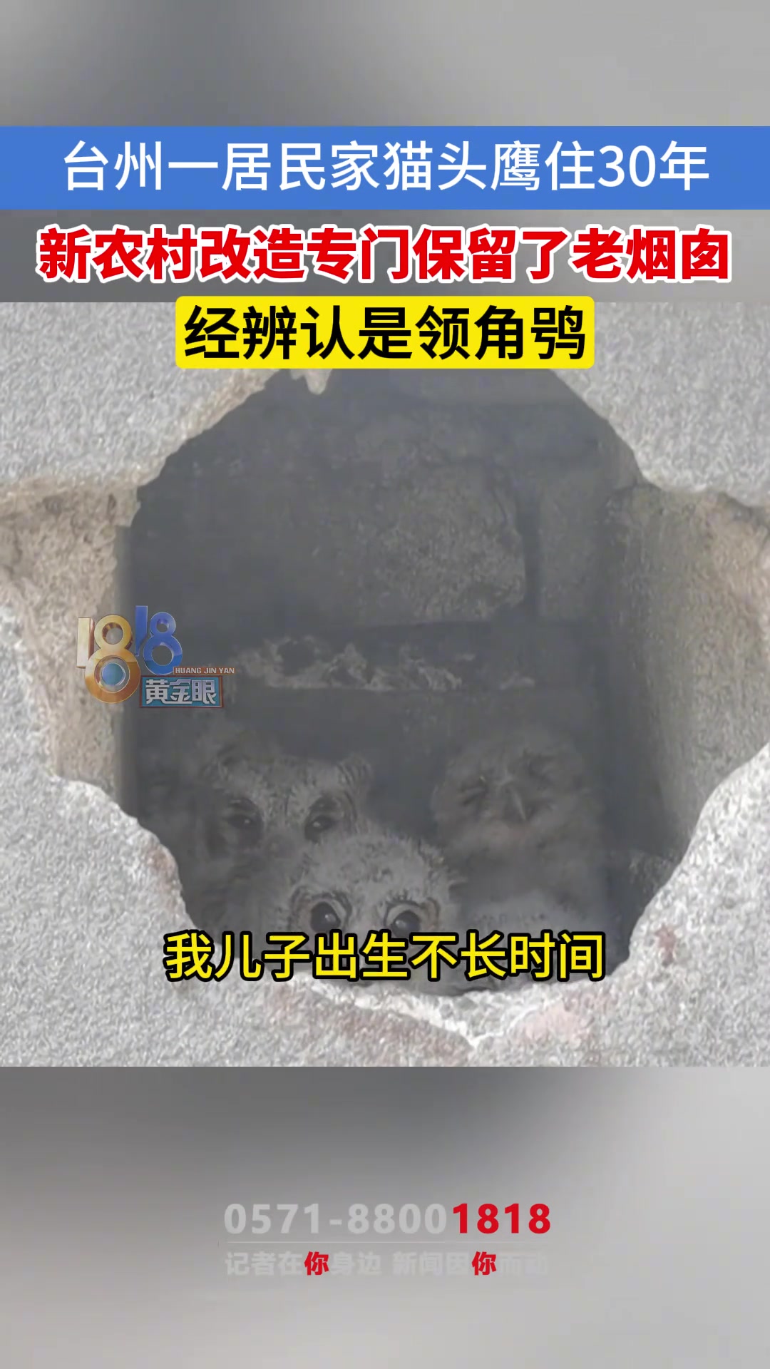 这个窝传了几代猫头鹰了