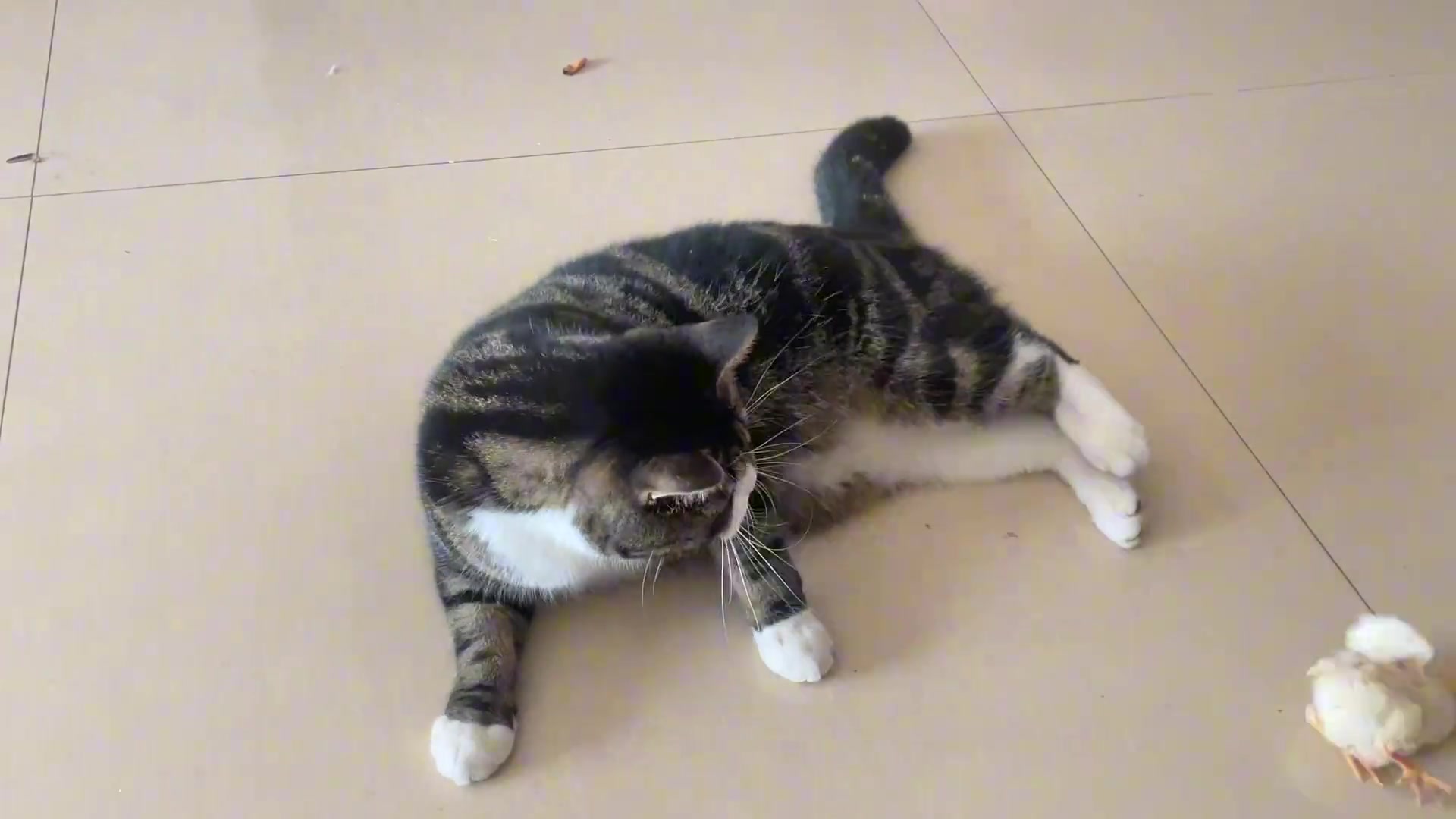 猫：滚吧你 跟有病似的