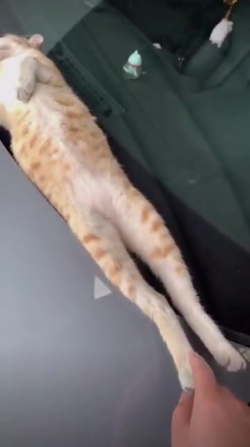 这么怕人也能睡得这么死
