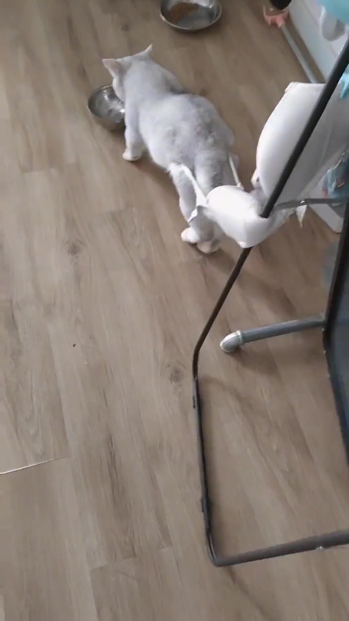 猫这是怎么转进去的
