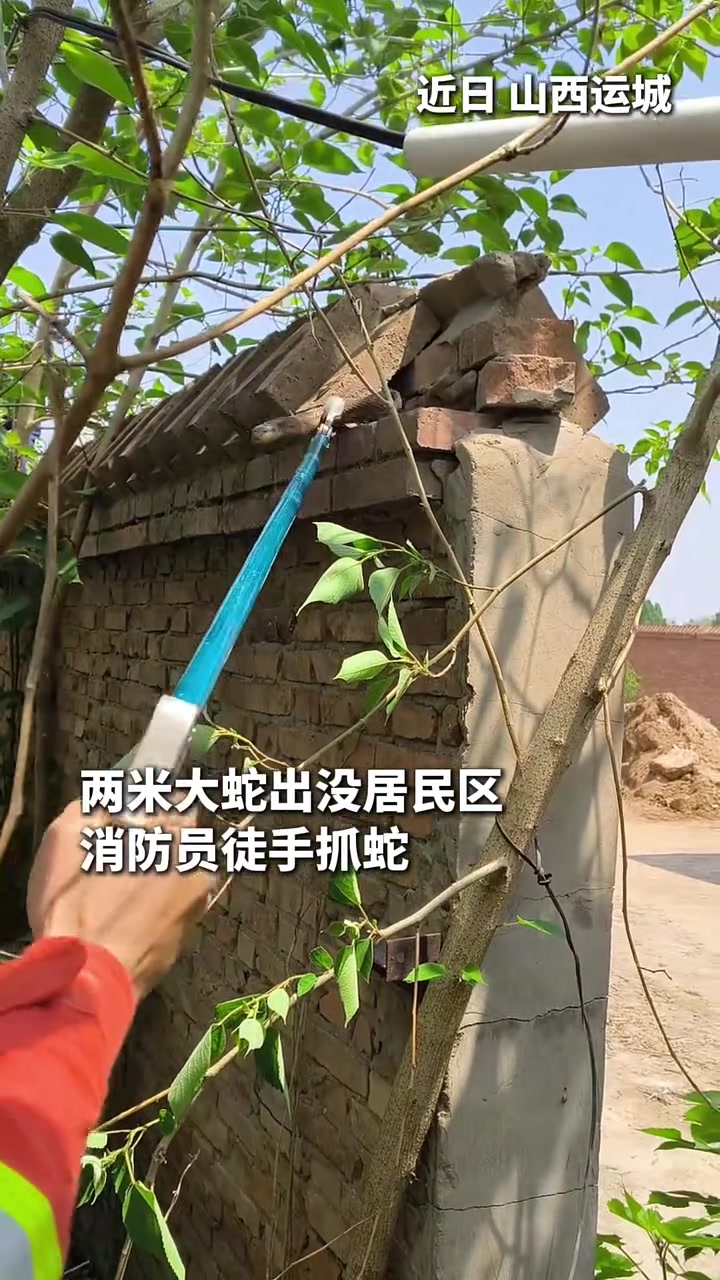 两米大蛇出没居民区，消防员徒手抓蛇