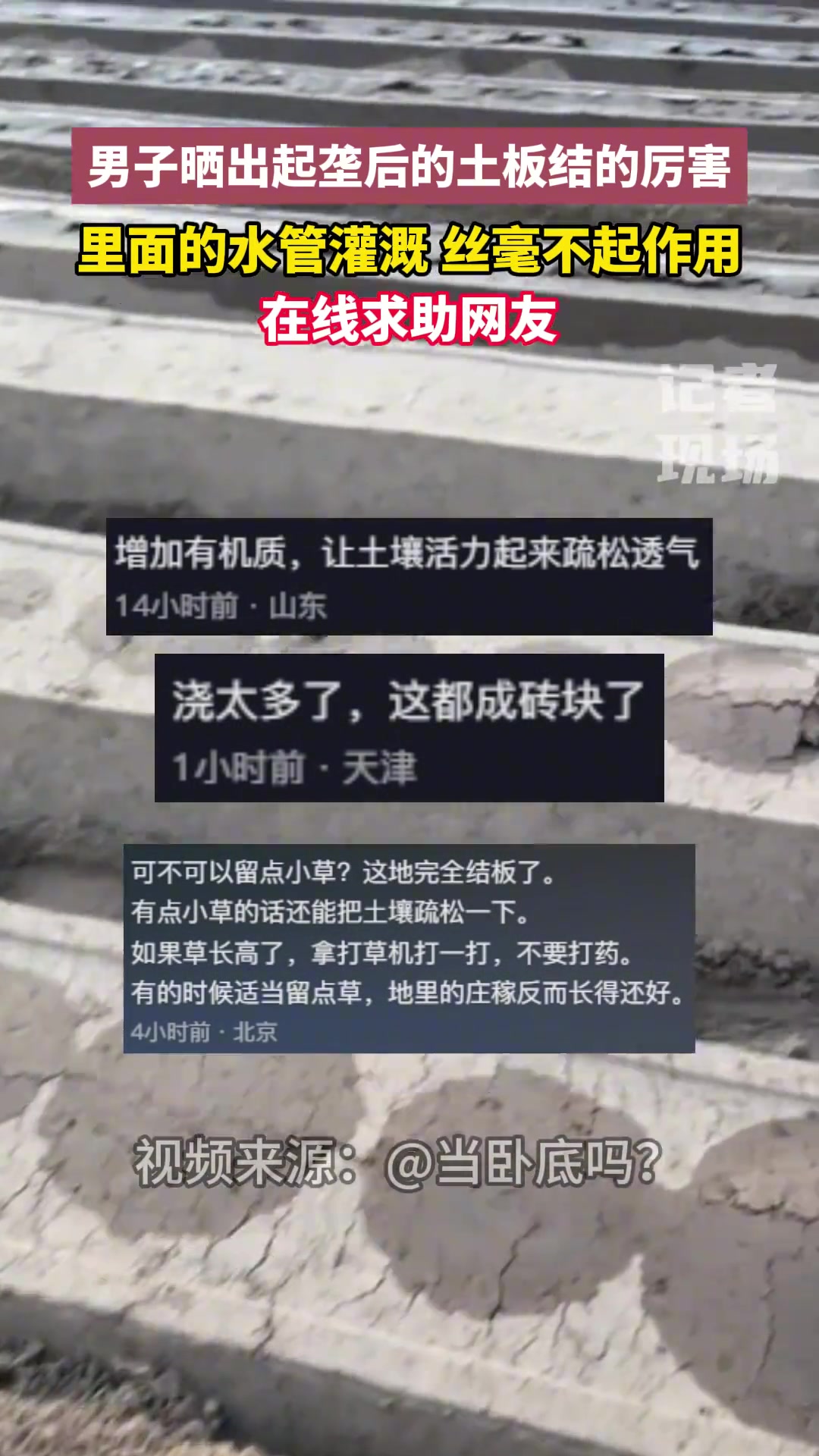 男子晒出起垄后的土板结的厉害 水管灌溉 丝毫不起作用