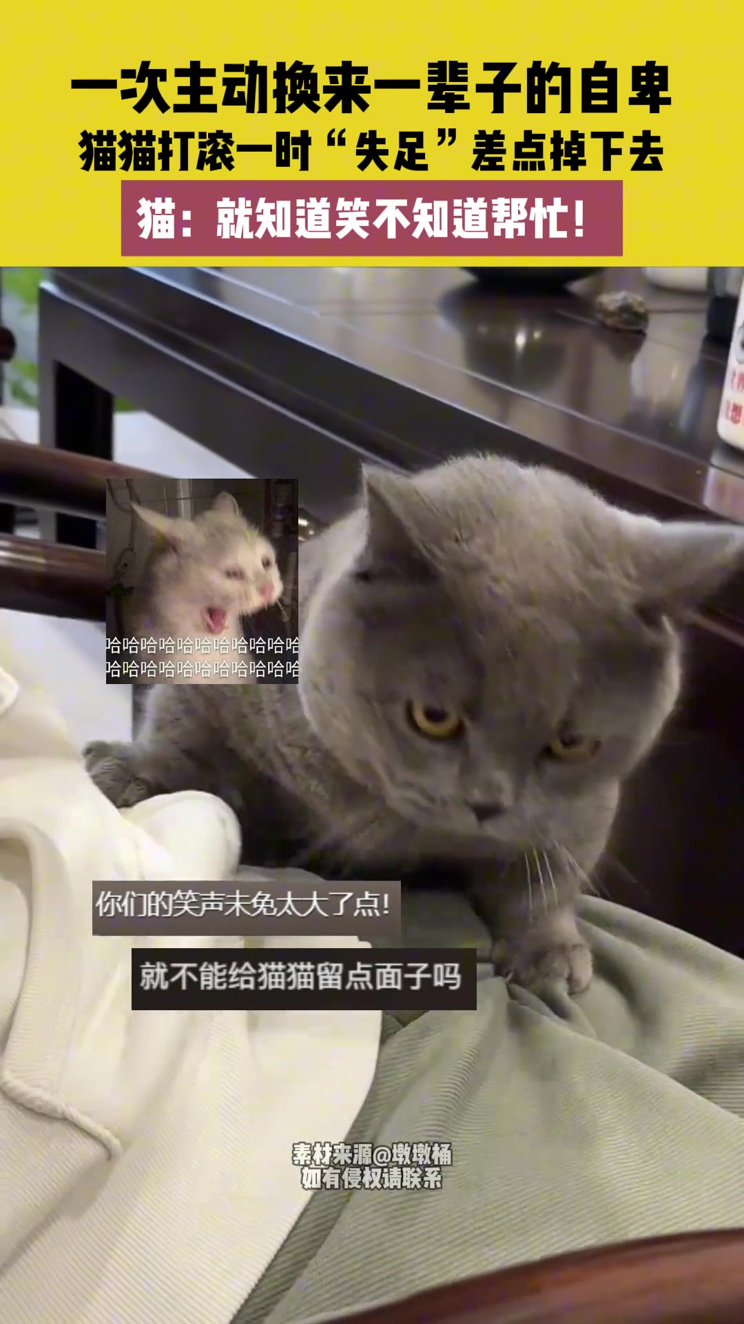 一次主动换来一辈子的自卑猫猫打滚“失足”差点掉下去