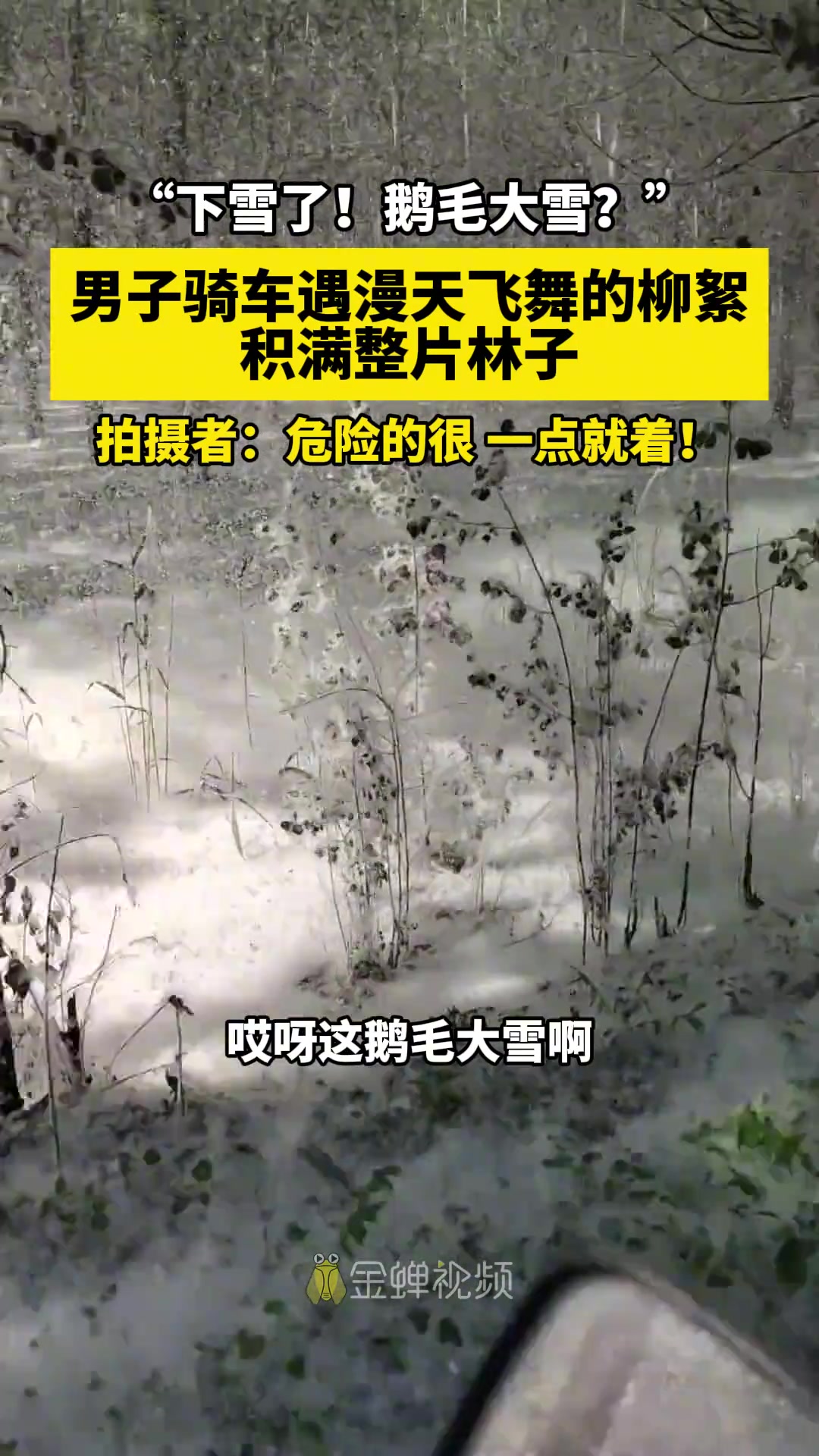 “下雪了！鹅毛大雪？”男子骑车遇漫天飞舞的柳絮