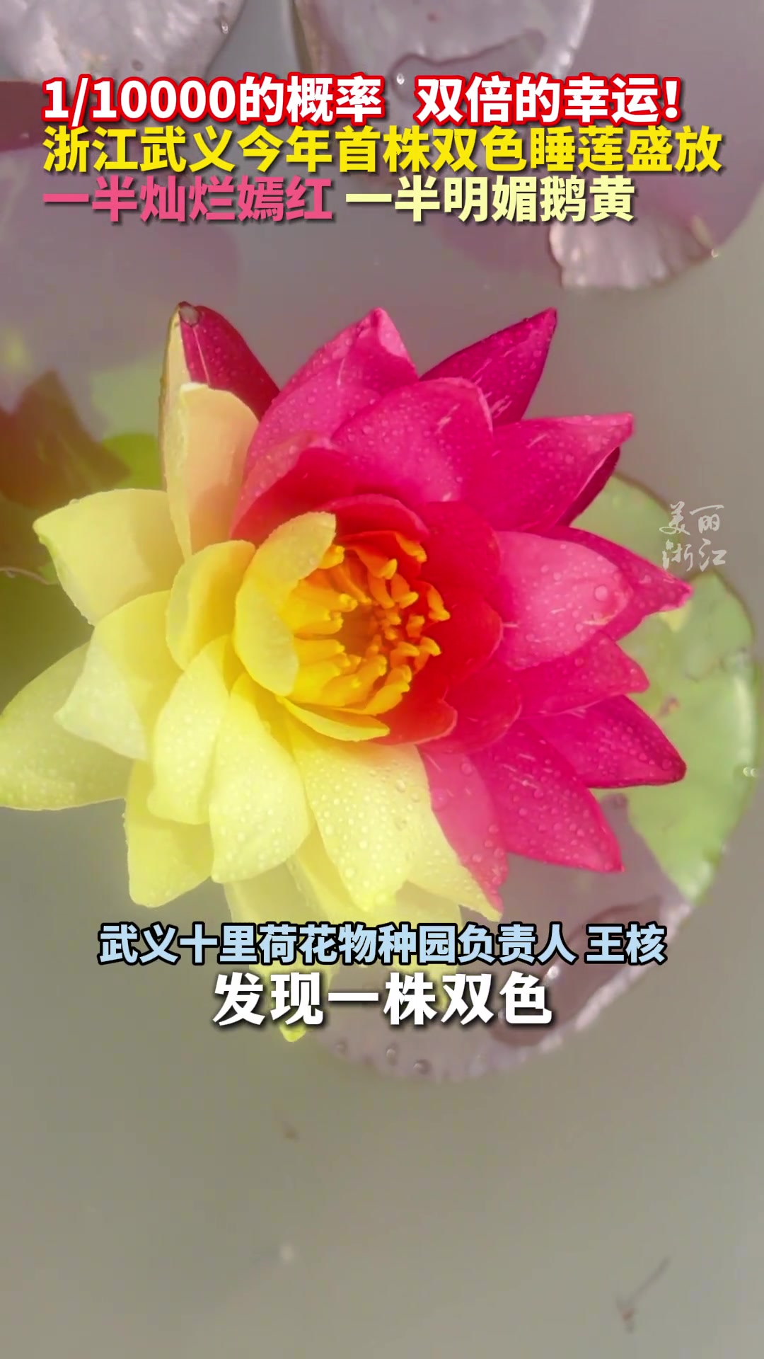 双倍好运！浙江武义双色睡莲盛放