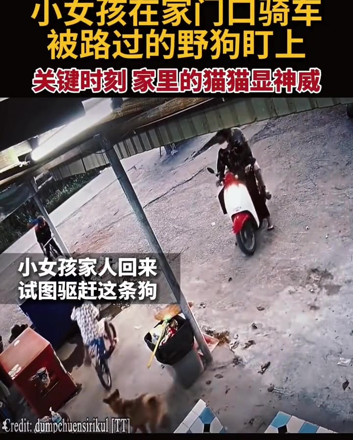宠物和孩子 宠物 狗狗被猫儿天克 ！